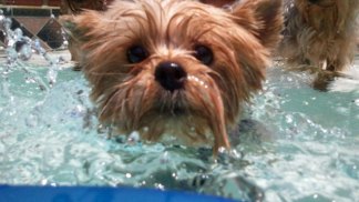 Dog Days of Summer 2011 - Gallery VI