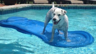 Dog Days of Summer - Gallery III