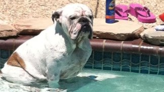 Dog Days of Summer 2012 - Gallery VIII