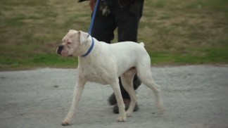 Toddler Injured in Dog Attack