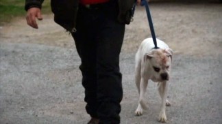 Four Dogs Seized After Attack on Toddler