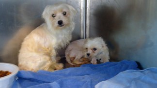 Reward for Info on Who Dumped 92 Dogs