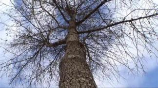 Texas Trees In Jeopardy If Drought Continues