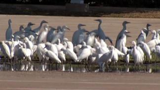 Pleasant Grove Has a Very Fowl Problem