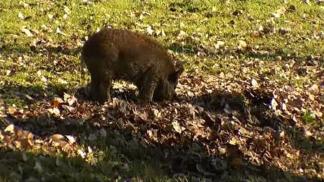 Feral Hog Spotted Near Popular Dallas Outdoor Spot