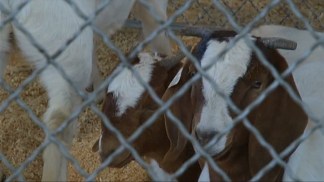Stock Show Participants Educate Attendees