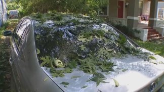 Lakewood Cleanup Continues