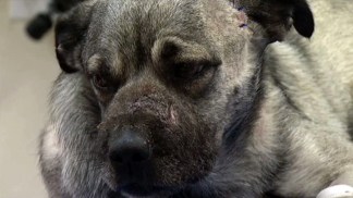 Anonymous Donor Raises Reward in Dog Cruelty Case