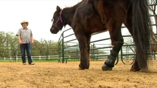 Mini Horse With Prosthetic Leg Stands His Ground