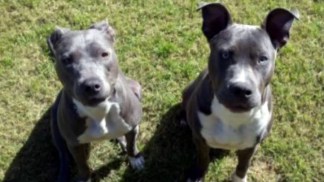 Owner Says Seized Dogs Not Aggressive