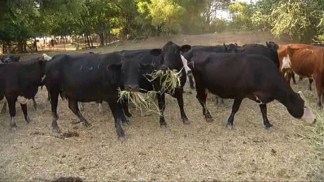 Drought Affecting Texas Farmers and Ranchers
