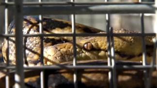 11-Foot Snake Found Roaming Apartment Complex