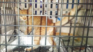 Gulf Animals Arrive at SPCA of Texas