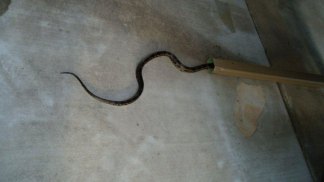 Viewer Photos: Determined Snake