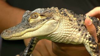 Zoo Animals Keeping Cool in Extreme Heat