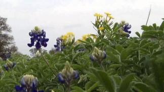 Bluebonnet Season Begins to Bloom