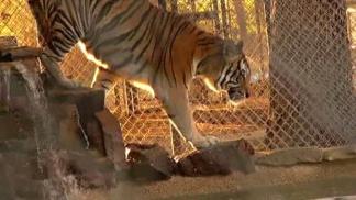 Wylie Animal Refuge Houses Unwanted Big Cats