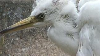 Egret Invasion Stinks Up Carrollton