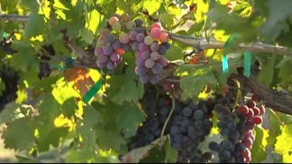 Heat Forces Early Harvest at Vineyards