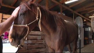 Ranch Hand Rescue  An Oasis For Neglected Animals