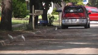 Neighborhood Covered in Egret Excrement