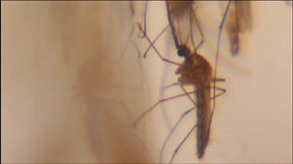 Dallas County Battle Against West Nile Early