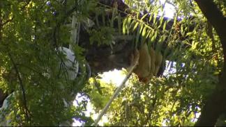 Massive Killer Beehive Removed in Richardson