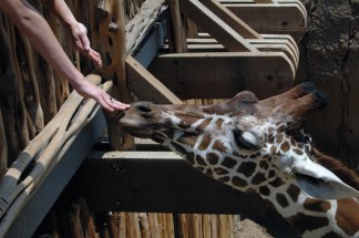Where We Were: Giants of the Savanna