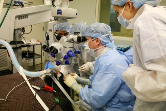 Gorilla Undergoes Cataract Surgery