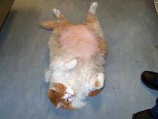Fat Cats at Dallas Animal Services