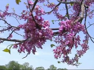 Allergy Myths Debunked