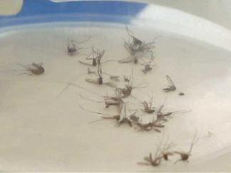 Mosquito Season Expected to Bite