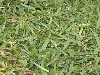 Fungus Takes Root in North Texas Lawns