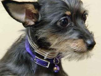 "Animal Cruelty Won't Be Tolerated"