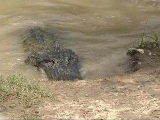 Gator No More