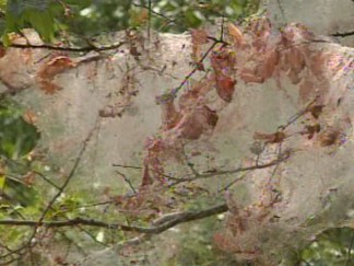 Web Worms Invade North Texas