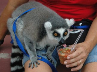 Taste of Dallas Photo Gallery