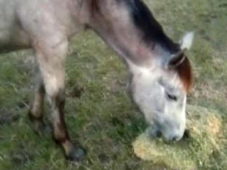Military Family's Horse Stolen from Field