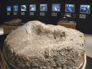Gallery: Dallas' Unseen Alamosaurus Fossils