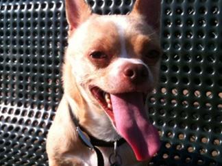 Dog Park, Skate Park, Park Park, New Way to Make Money