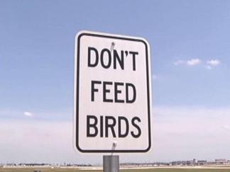 Bye, Bye, Birdie