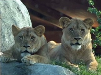 Giants of the Savanna