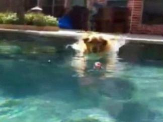 Lexi Enjoys a Swim and Fetching the Paper