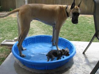 Dog Days of Summer 2010 - Gallery III