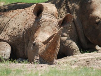 The Animals of Fossil Rim 
