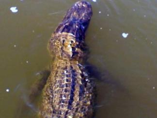 Alligators Getting Bite of North Texas