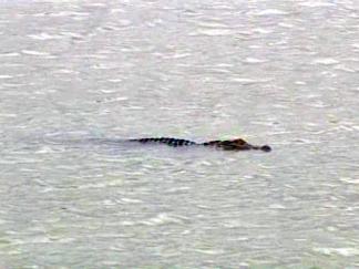 That Gator Is No Log