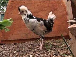 Laying Homegrown Eggs With Backyard Chickens