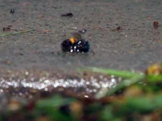 Bees Attack Cleburne Man