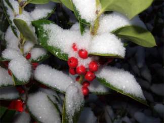 Snow Falls in North Texas on Christmas Eve